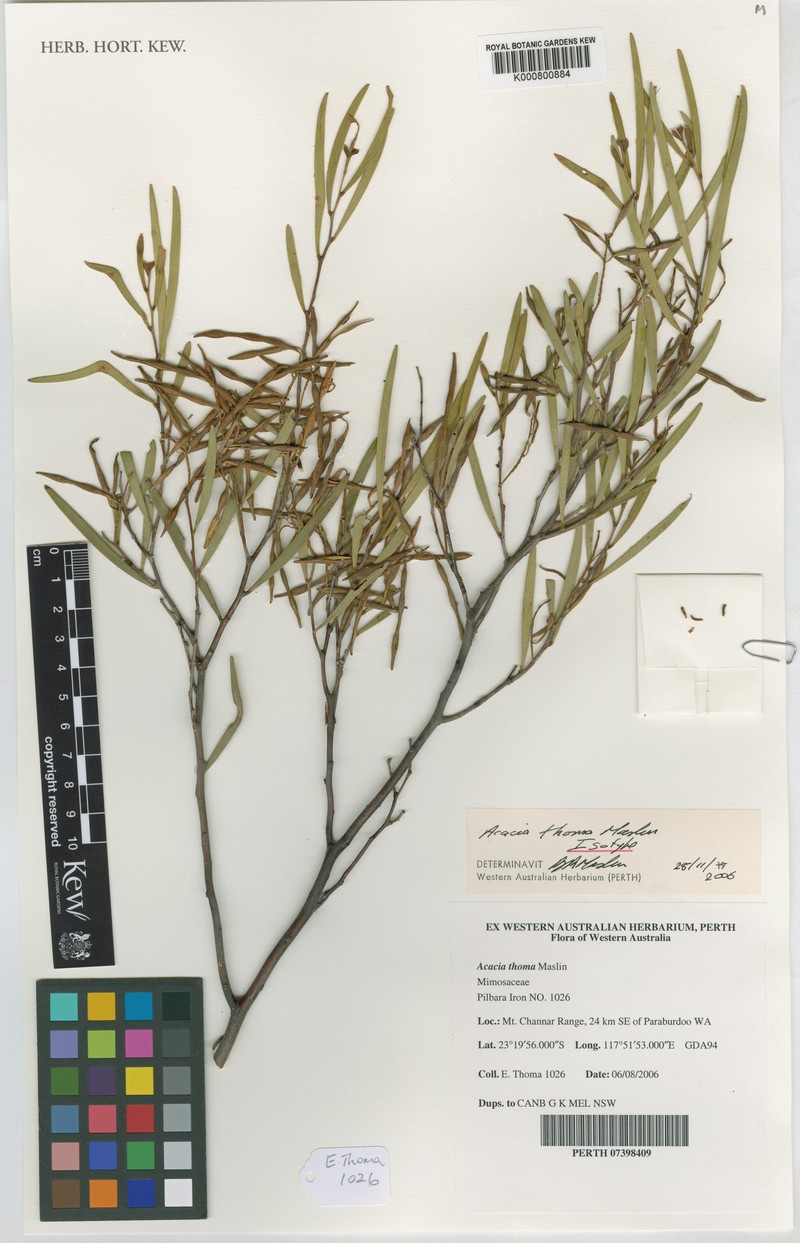 Acacia thoma photo 4