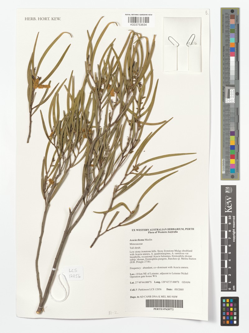 Acacia thoma photo 5