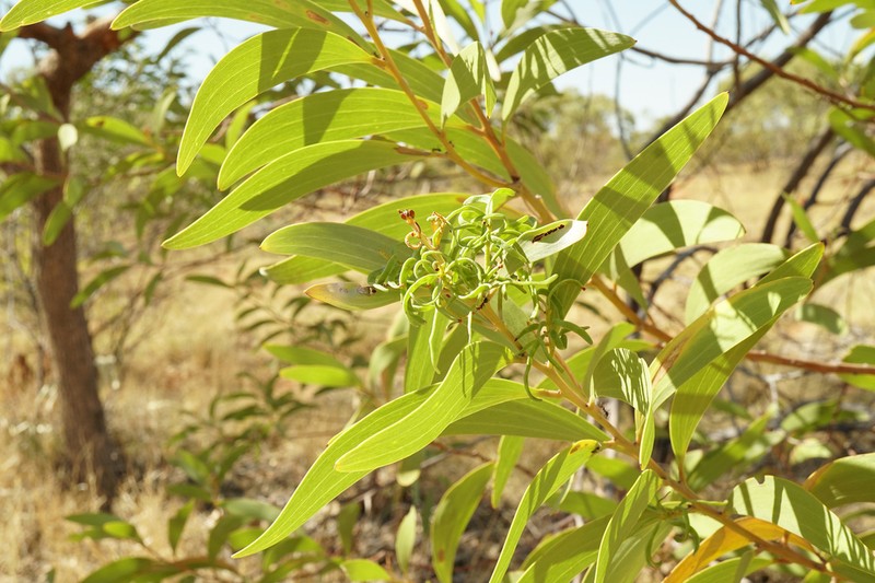 Acacia thomsonii photo 2