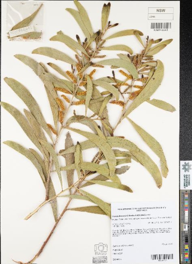 Acacia thomsonii photo 3