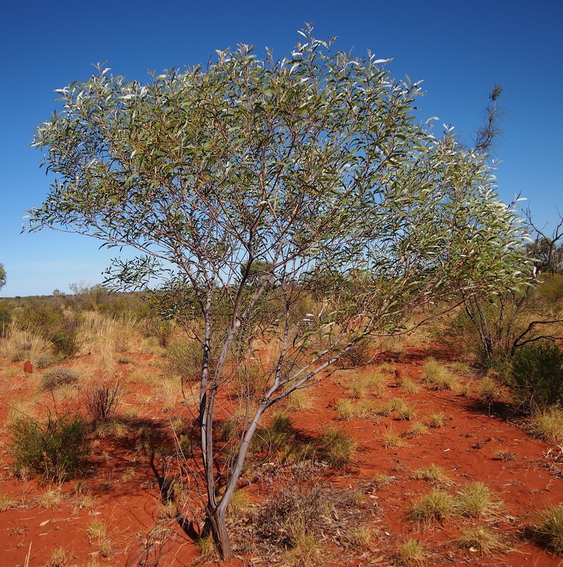 Acacia thomsonii