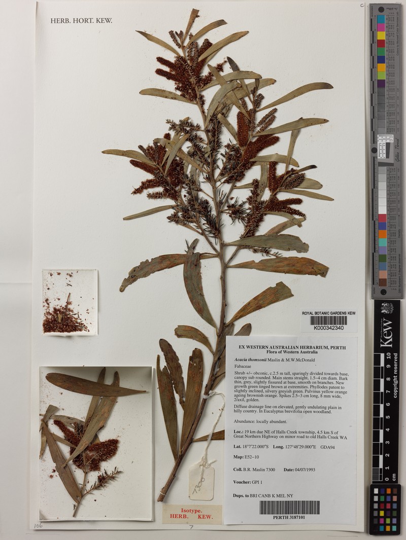 Acacia thomsonii photo 2