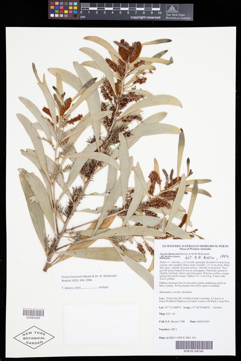 Acacia thomsonii photo 3