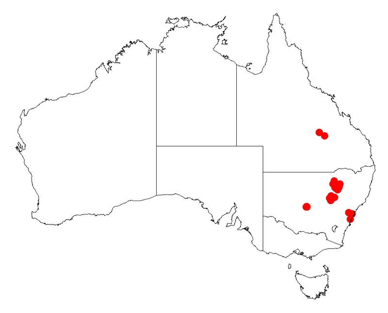 Acacia tindaleae