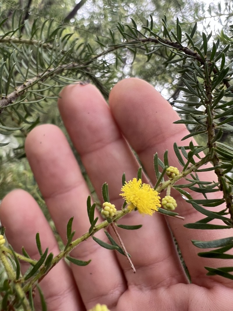 Acacia tindaleae photo 2