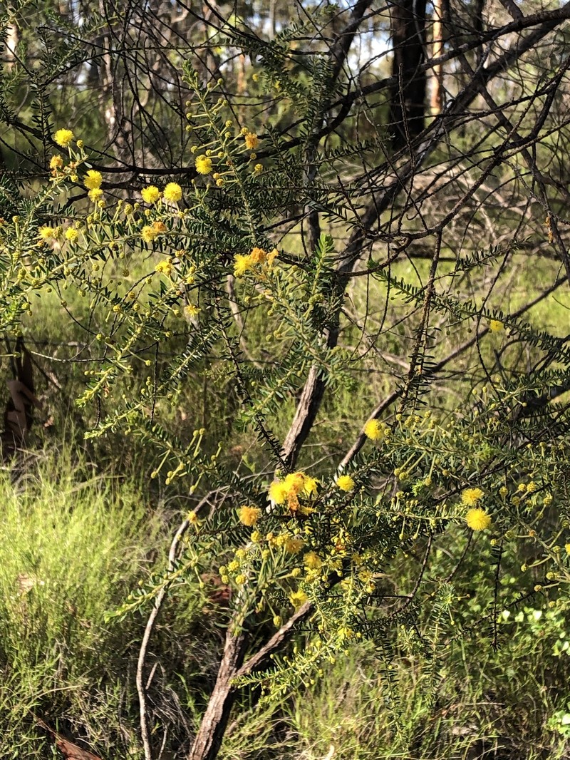 Acacia tindaleae photo 3