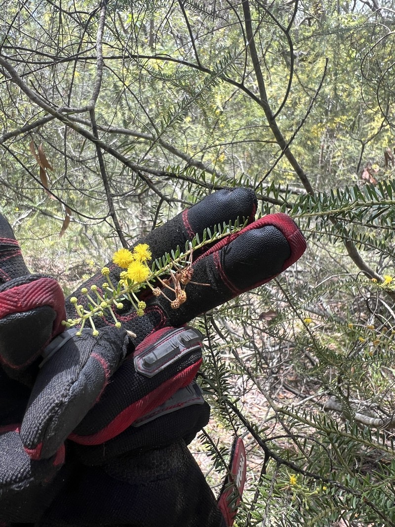 Acacia tindaleae photo 4