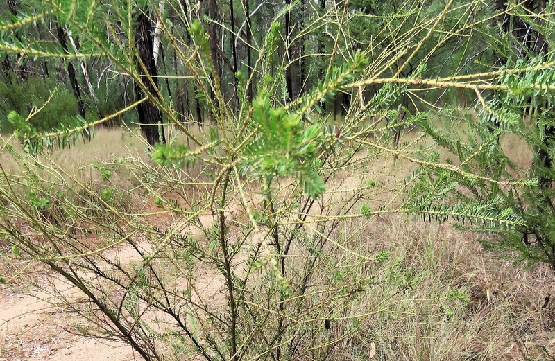 Acacia tindaleae photo 5
