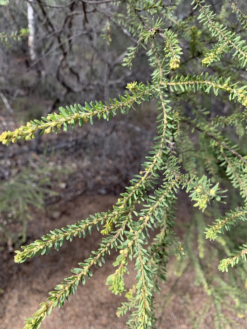 Acacia tindaleae photo 6