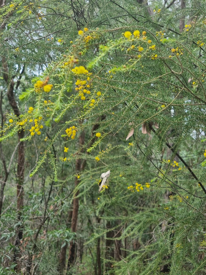 Acacia tindaleae photo 7