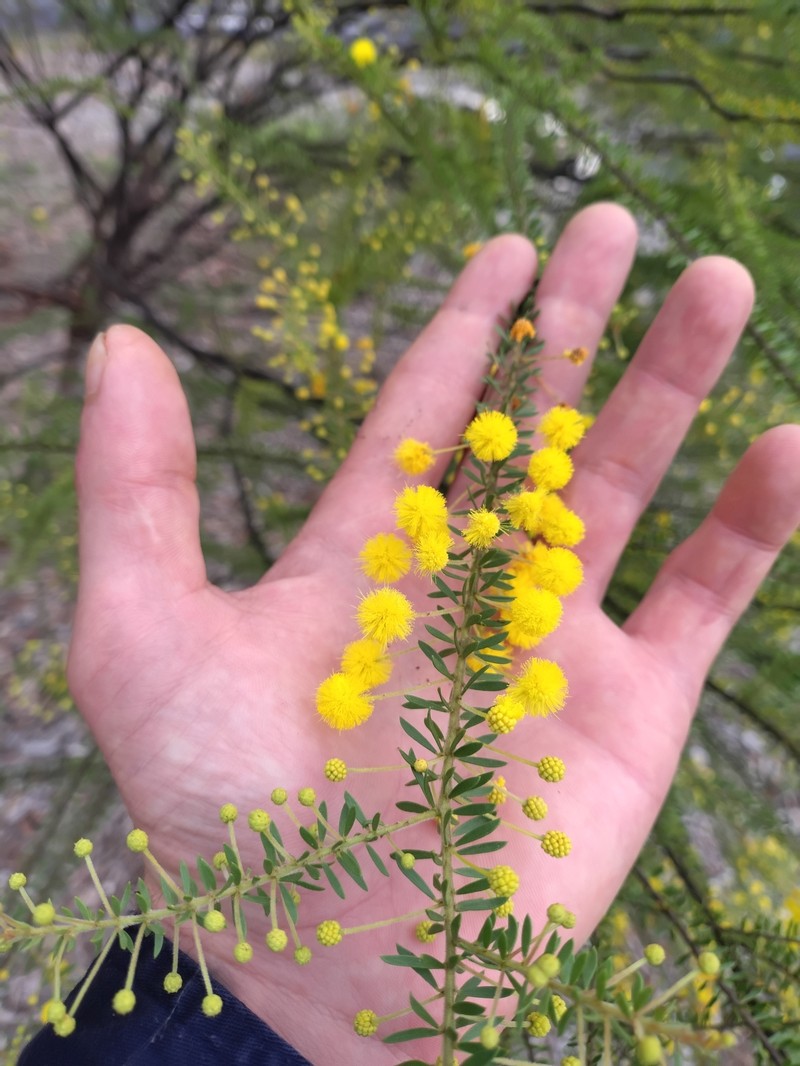 Acacia tindaleae photo 8