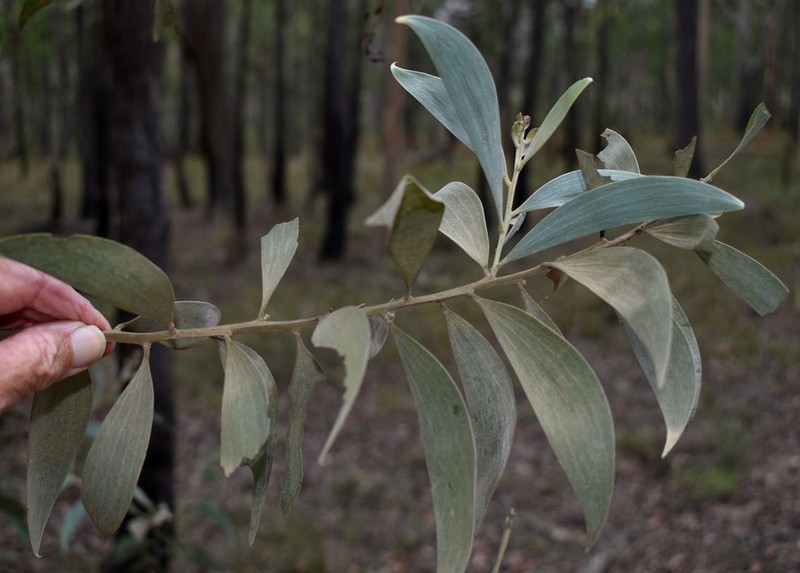 Acacia tingoorensis