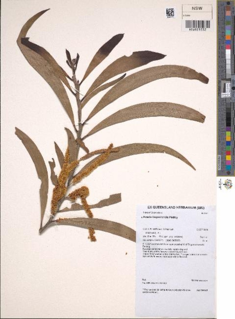 Acacia tingoorensis photo 2