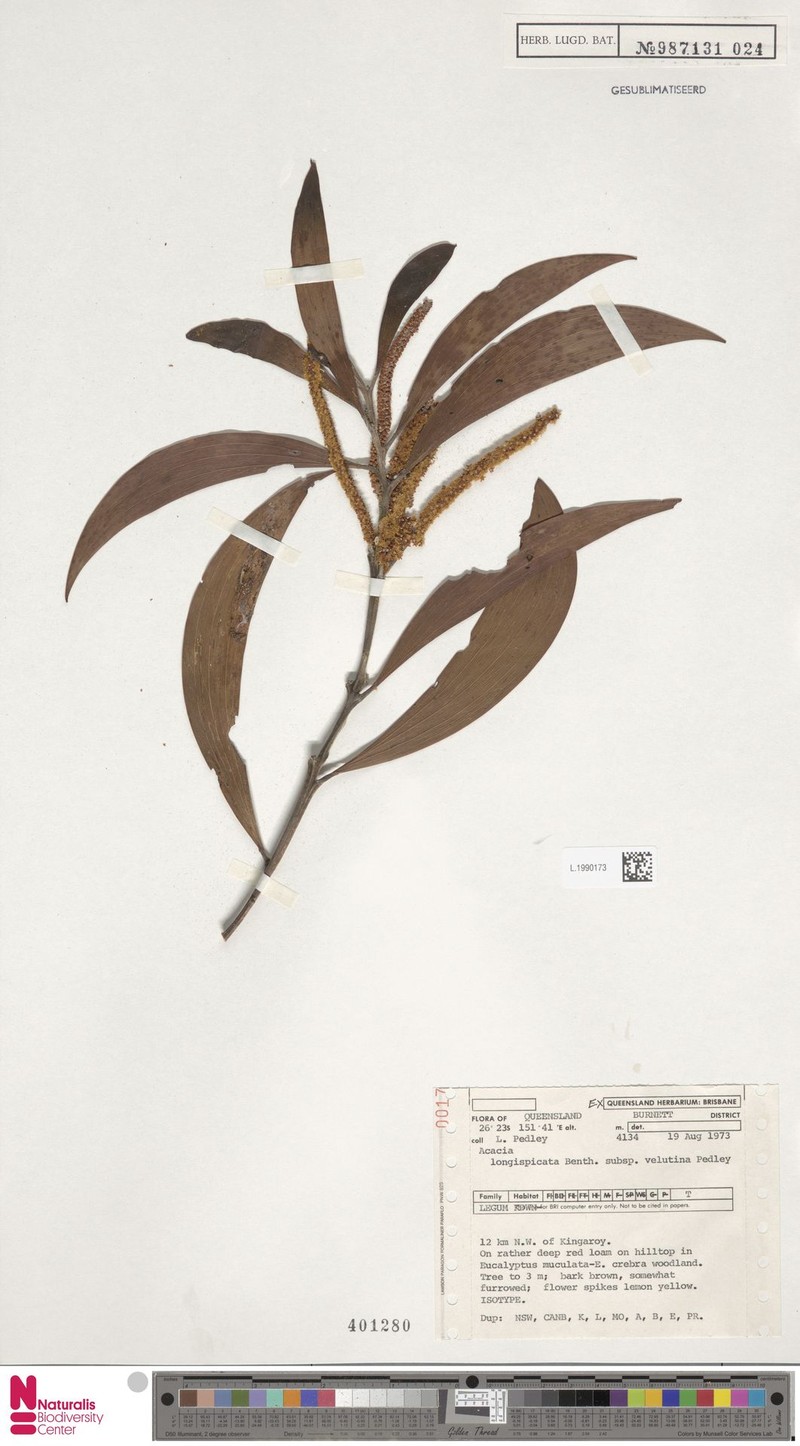 Acacia tingoorensis photo 4