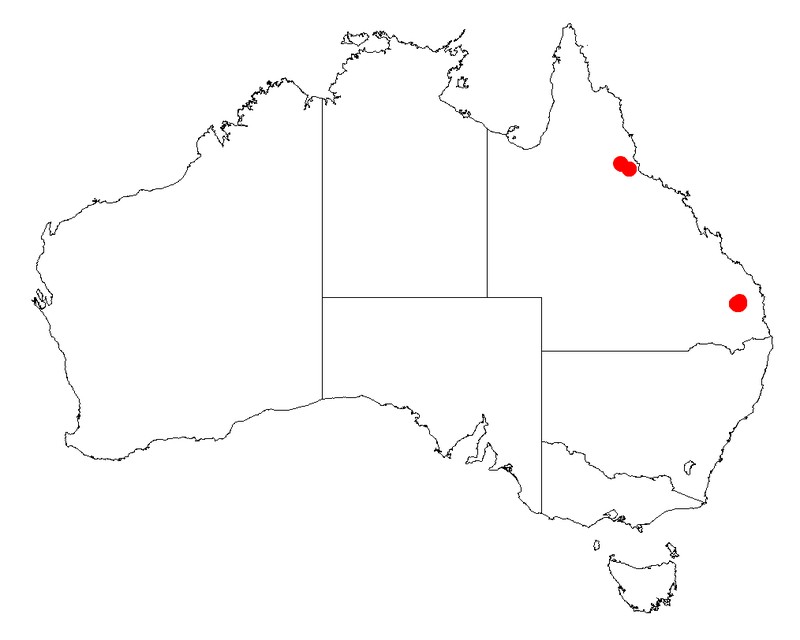 Acacia tingoorensis