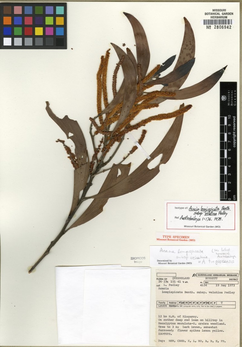 Acacia tingoorensis photo 2