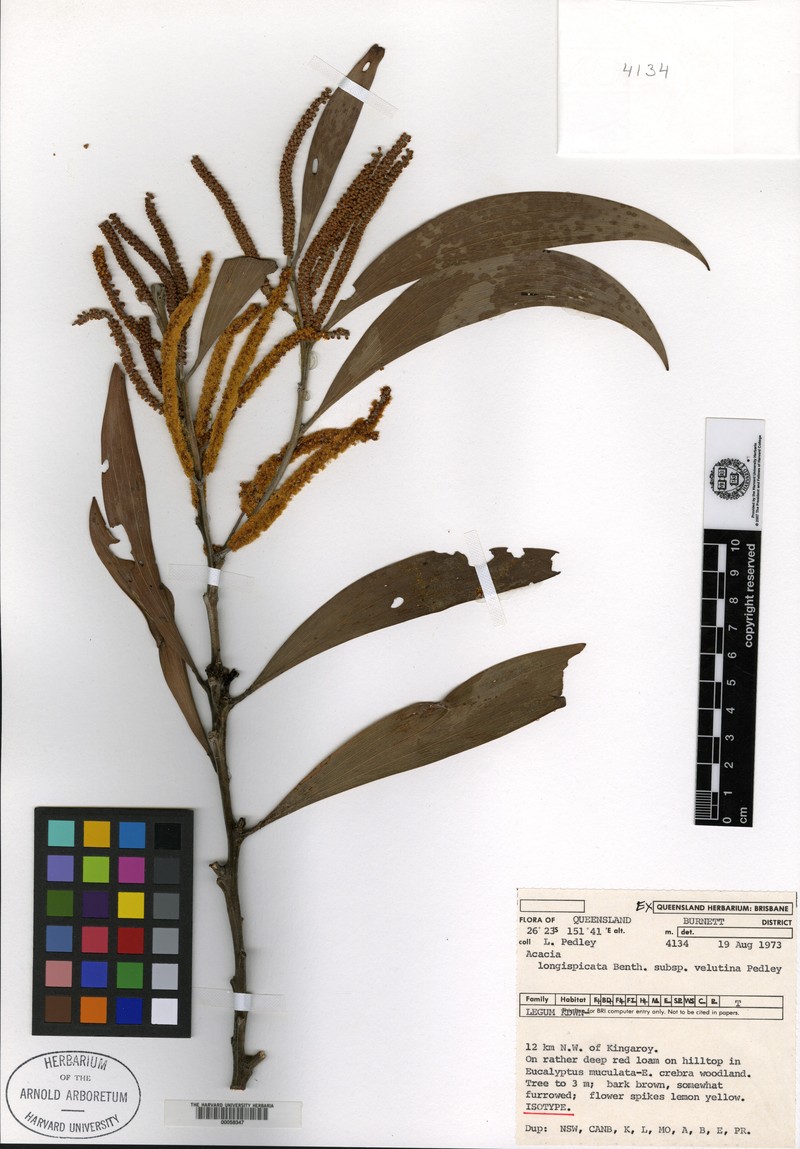 Acacia tingoorensis photo 3
