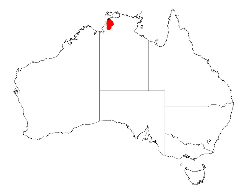Acacia tolmerensis