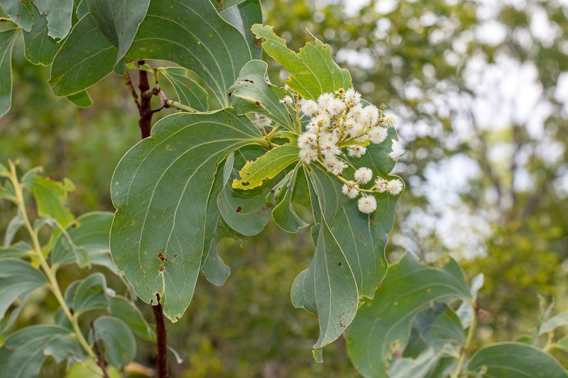 Acacia tolmerensis photo 2