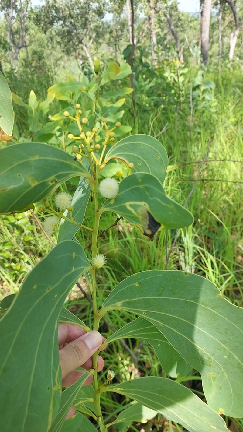 Acacia tolmerensis photo 4