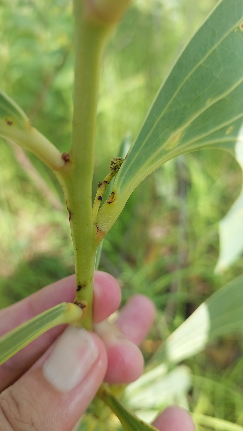 Acacia tolmerensis photo 5