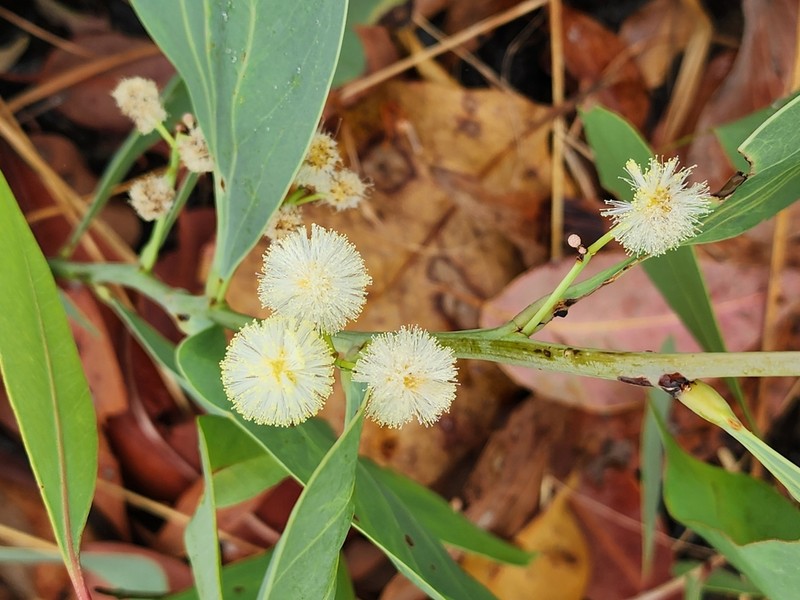 Acacia tolmerensis photo 6