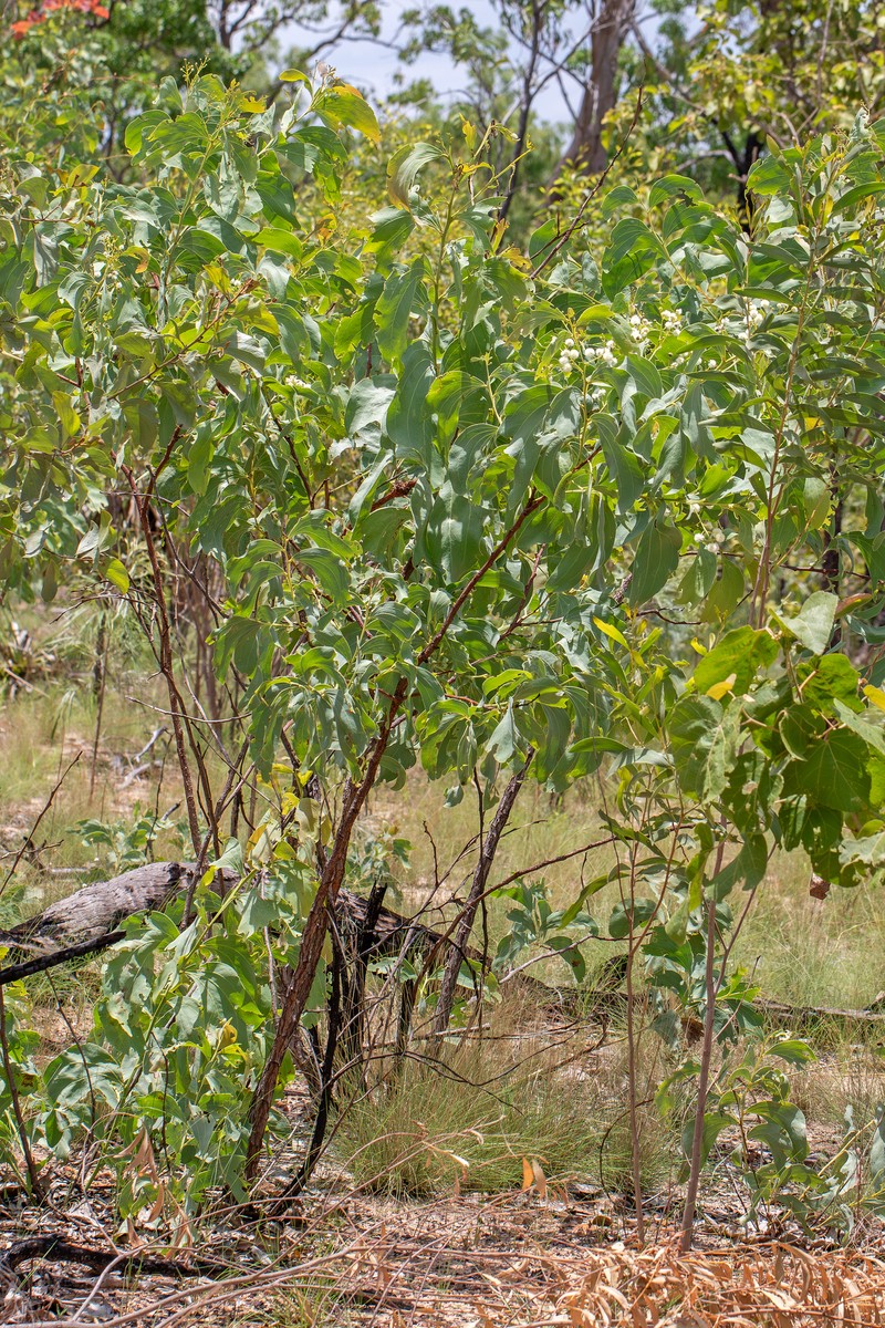Acacia tolmerensis photo 7