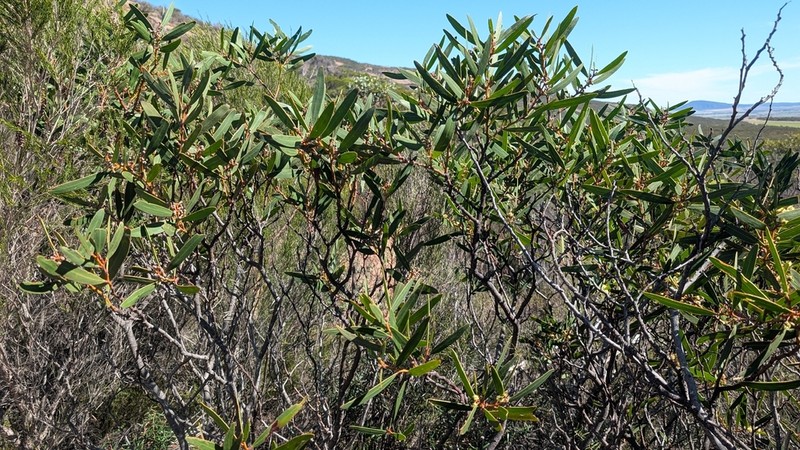 Acacia toondulya