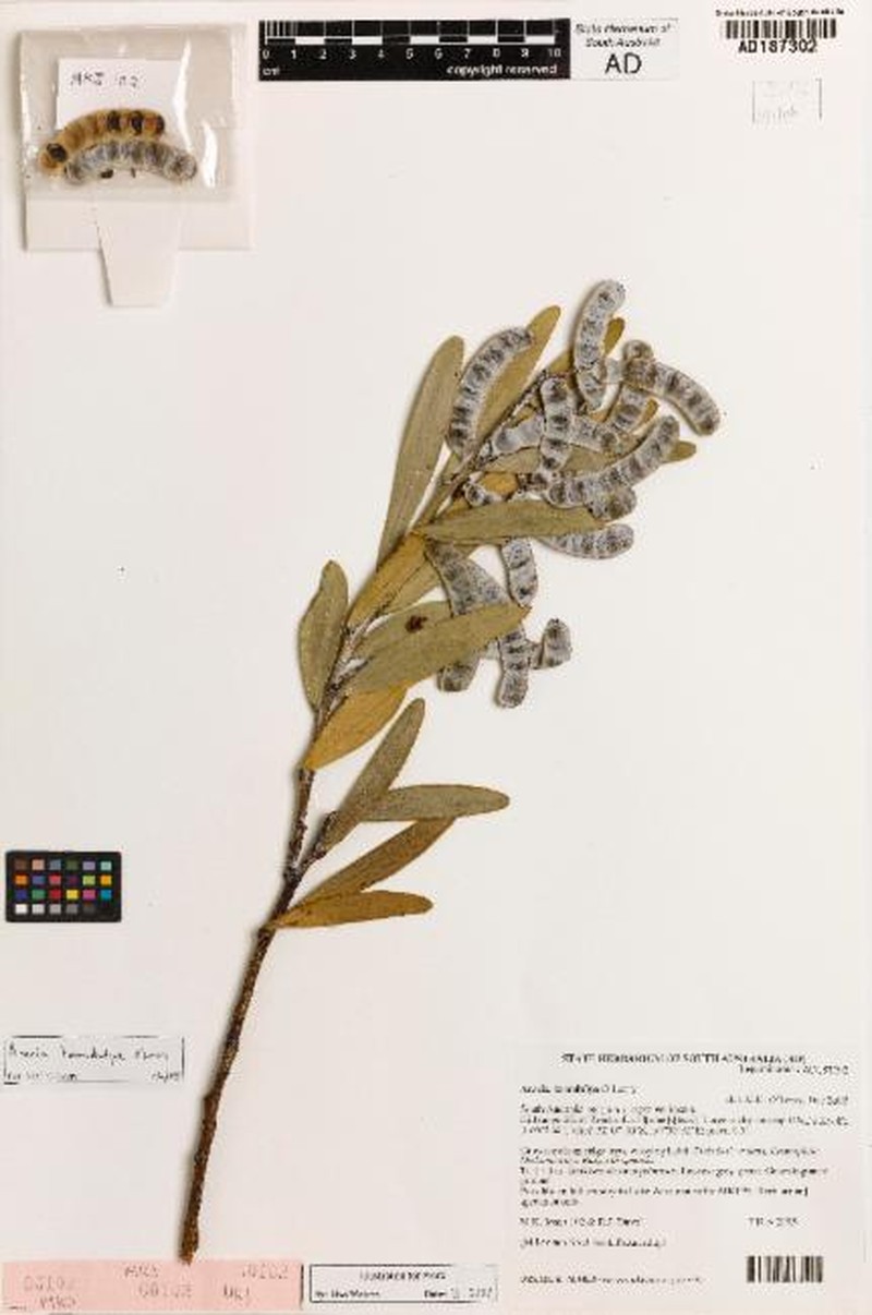 Acacia toondulya photo 2