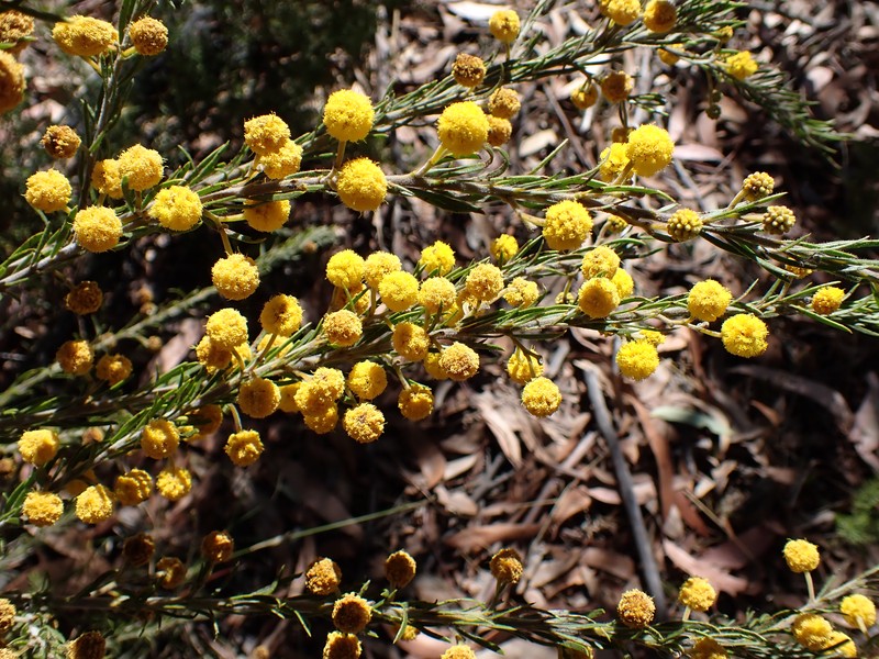 Acacia torringtonensis