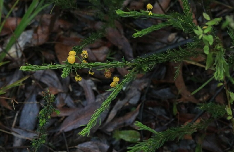 Acacia torringtonensis photo 2