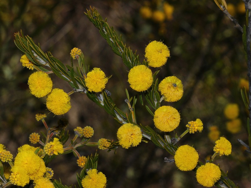 Acacia torringtonensis photo 3