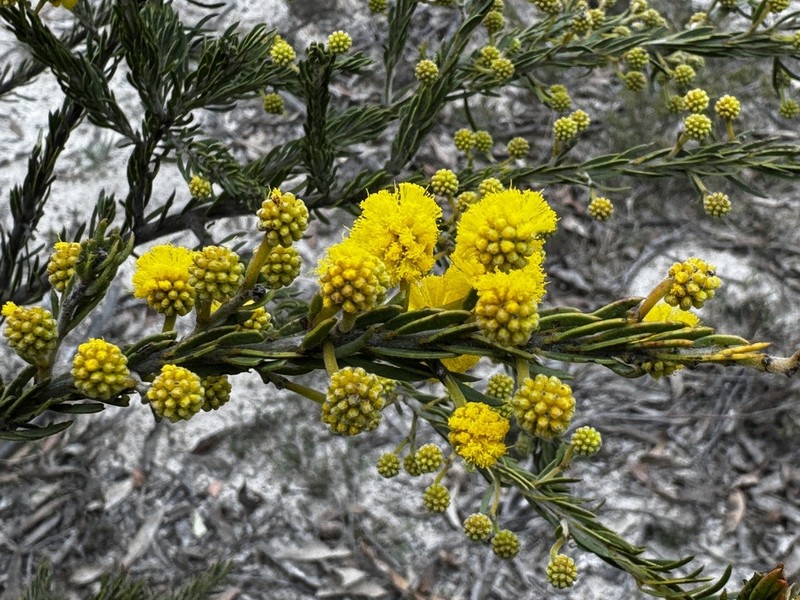 Acacia torringtonensis photo 4