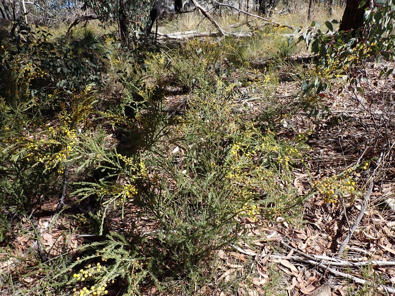Acacia torringtonensis photo 5