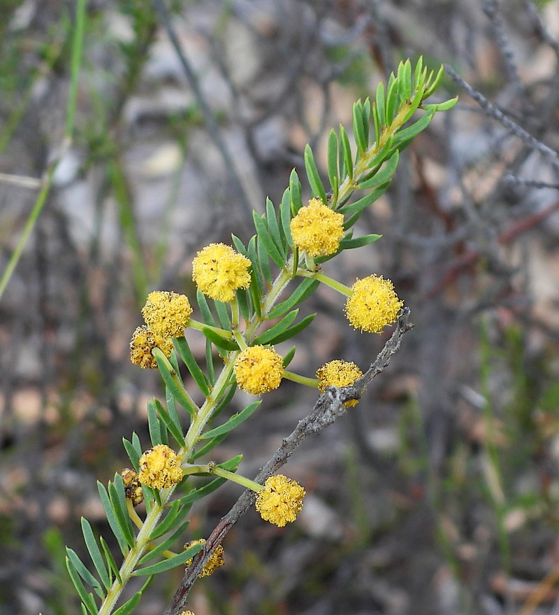 Acacia torringtonensis photo 6