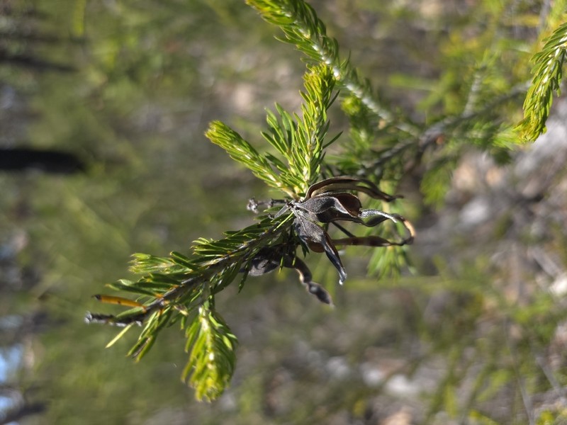 Acacia torringtonensis photo 7