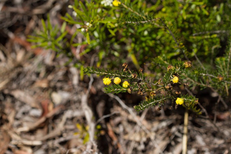 Acacia torringtonensis photo 8