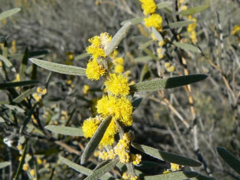 Acacia torticarpa photo 4