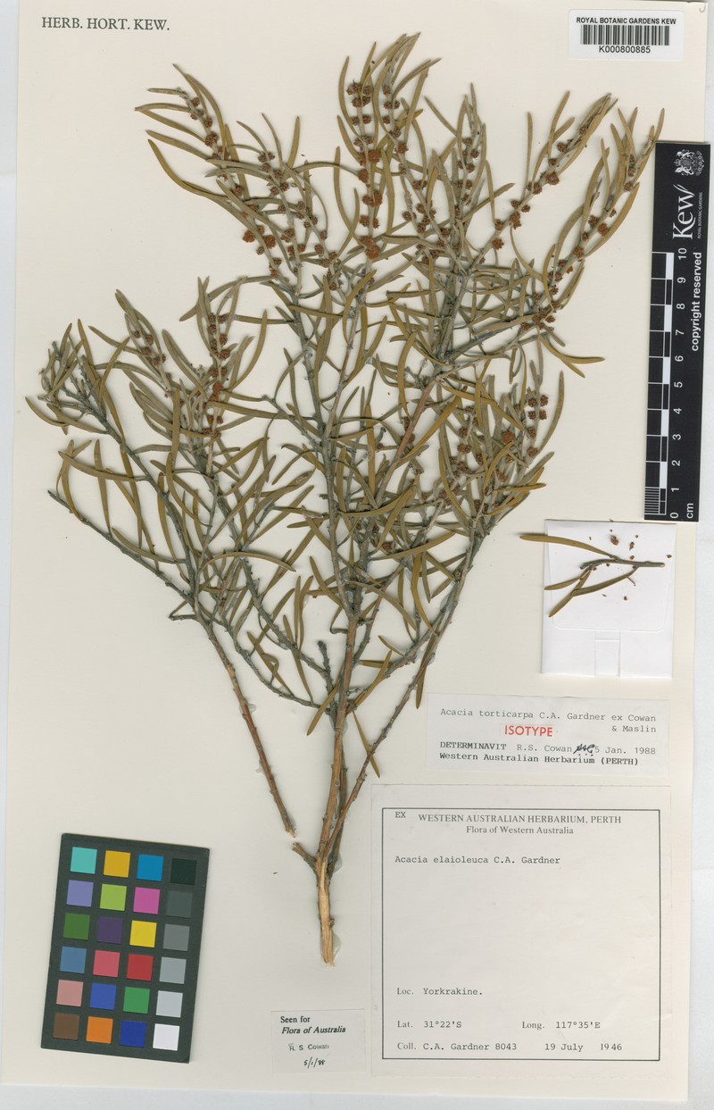 Acacia torticarpa