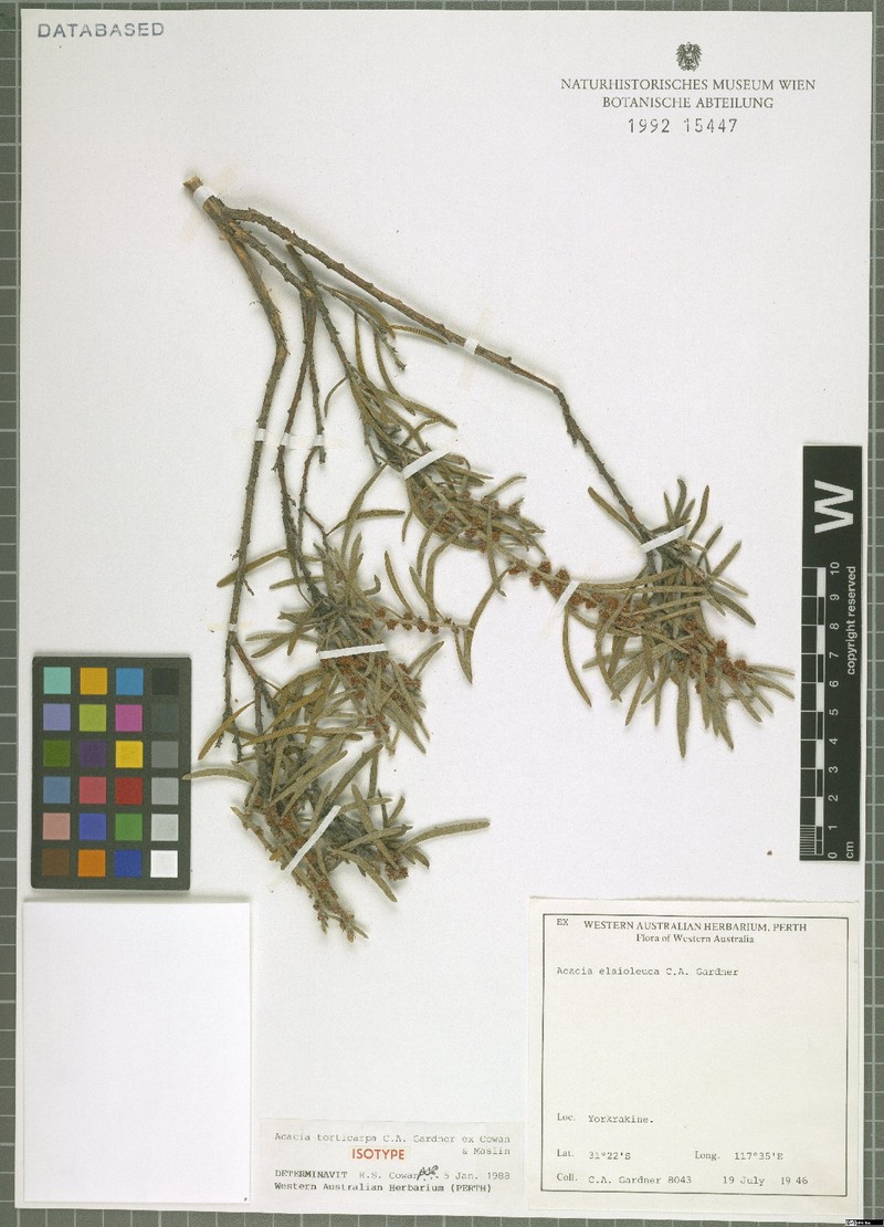 Acacia torticarpa photo 2