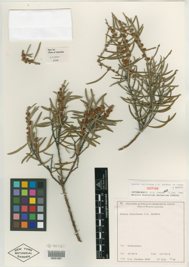 Acacia torticarpa photo 3