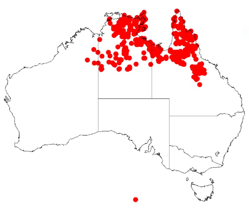 Acacia torulosa