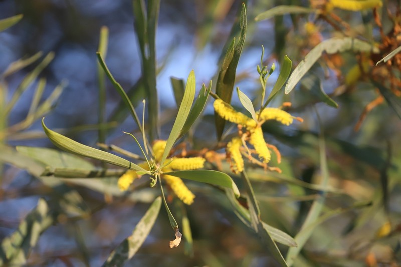 Acacia torulosa photo 2