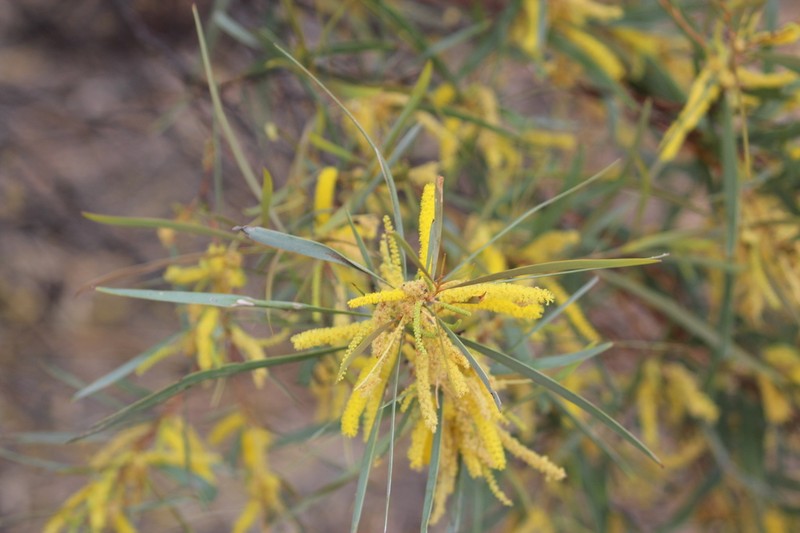 Acacia torulosa photo 3