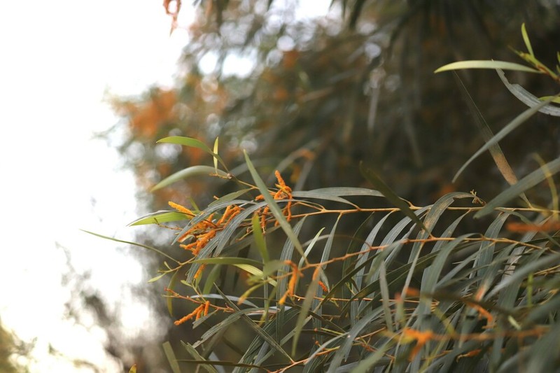 Acacia torulosa photo 4