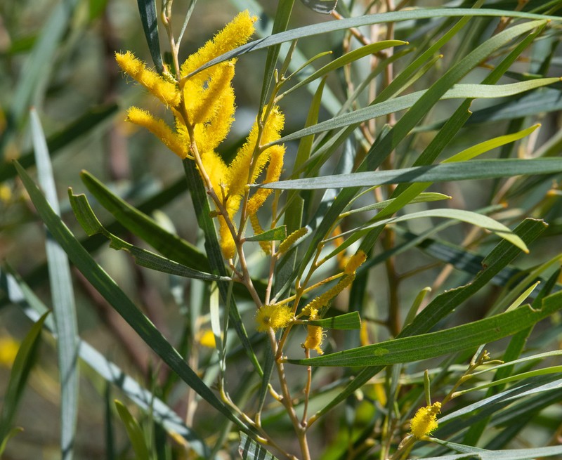 Acacia torulosa photo 5