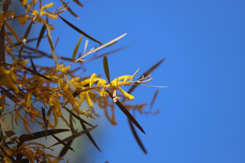 Acacia torulosa photo 6