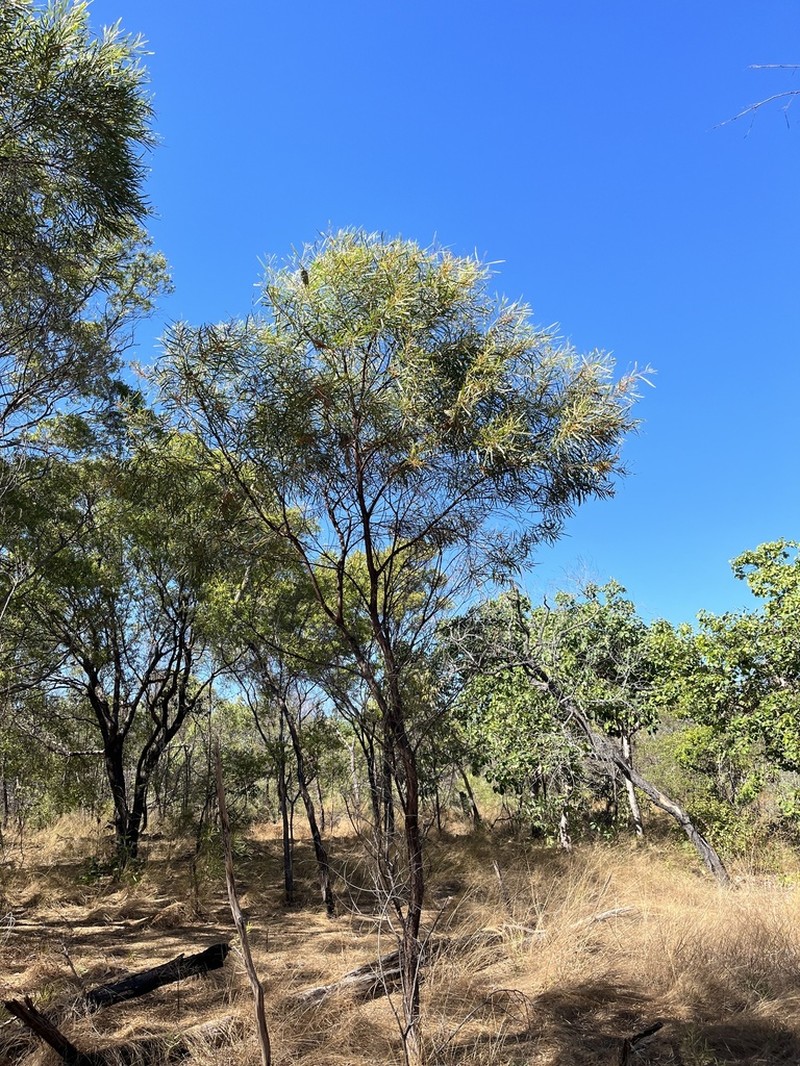 Acacia torulosa photo 7