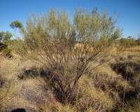 Acacia trachycarpa