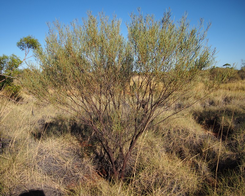 Acacia trachycarpa